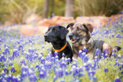 Request Quote: Professional Pet Photography - Libertyville, IL