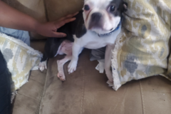 Request Quote: LESS GO - Pet Transportation Service - Nationwide