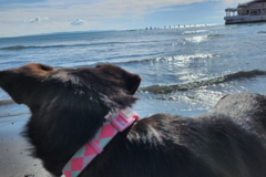 Request Quote: Animal Trauma Healer - Pet Reiki Care - Nationwide
