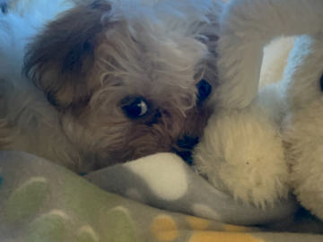 Morkiepoo puppy