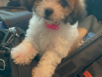 Morkiepoo puppy