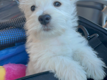 Westie puppy