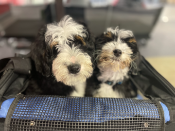 Doodle puppies