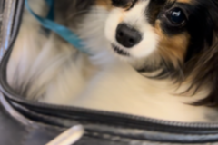 Request Quote: Pawsitive Landing Pet Transport - Nationwide