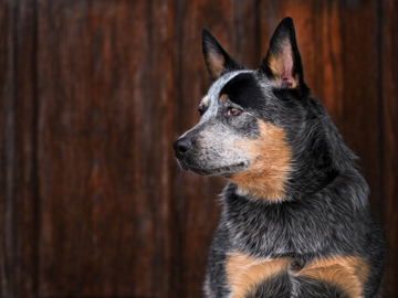Blue Heeler dog