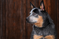 Request Quote: Jennifer Willis Portraits - Pet Photographer - Knoxville, TN