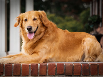 Golden Retriever Dog