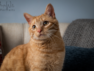 Orange Tabby Cat