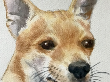 Chihuahua 
