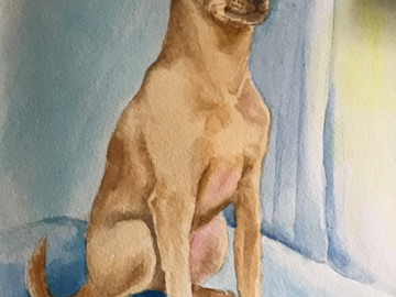 A Miniature Pincher