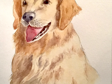A Golden Retriever 