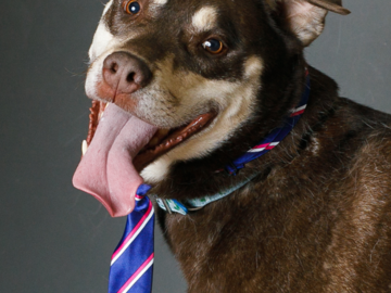 Happy dog wearing a dog with tongue hanging out