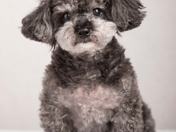 grey poodle studio portrait atlanta dog photographer Nina Parker