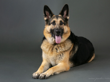 German Shepherd dog - studio portrait on grey background