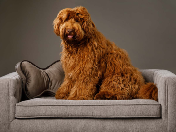 copper Aussiedoodle studio portrait on couch with dog shaped pillow