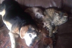 Request Quote: Furry Fun - Trusted In Home Pet Sitting Care - Allentown, PA