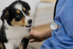 Request Quote: Harden Animal Chiropractic - Virtual Consult - In Person - Kingman, KS