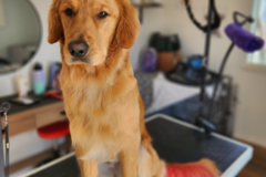 Request Quote: Treasure Valley's Luxury Mobile Grooming - Caldwell, ID