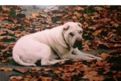 Request Quote: Animal Communication & Energy Healing - Nationwide