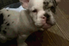 Request Quote: Kingdom Transportation Services - Pet Transport - Nationwide