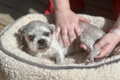 Request Quote: Tranquil Paws Bodywork - Animal Massage Care - Pomaria, SC