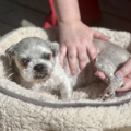 Tranquil Paws Bodywork - Animal Massage Care - Pomaria, SC