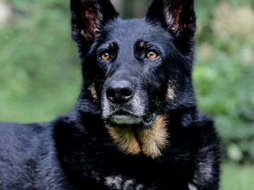 Uki was rescued by Lesley in Maine