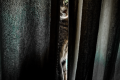 Request Quote: Memories For A Lifetime - Pet Photography - Milbridge, ME