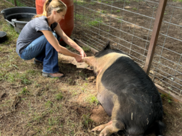 Kunekune pig receiving care