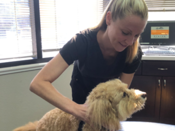 Canine Chiropractic