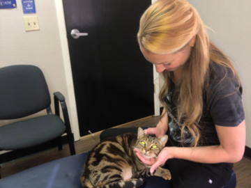 Feline Chiropractic