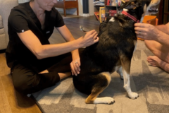 Request Quote: Katie Manfredi - Doctor of Chiropractic - Pet Chiropractor - Tulsa, OK