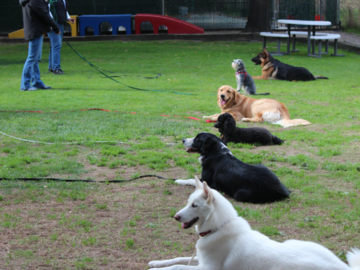 Basic obedience croup class practicing down-stay.