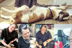 Request Quote: Pike Creek Pets Therapeutic Canine Massage - Kenosha, WI
