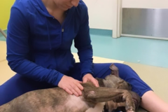 Request Quote: Canine Massage Therapist - Chicago, IL