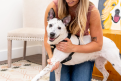Request Quote: Dr. Casey Abernethy - Animal Chiropractor - Denver, CO