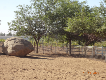 V mesh paddocks with shade trees