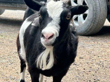 Catskill Animal Sanctuary