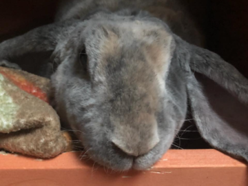 Daithi...the most amazing rabbit!