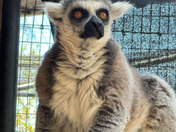 Up close at the local sanctuary