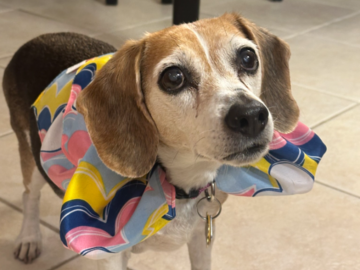 Bug's birthday - turning 15!