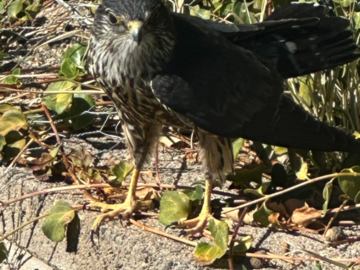 Saving baby hawks at home