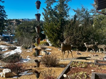 Deer family visits