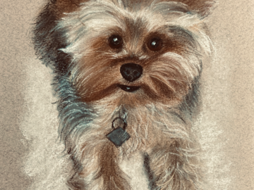 Pastel painted yorkie