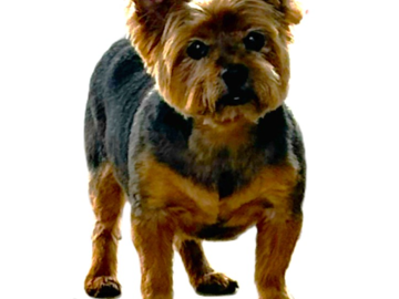 Yorkie Doodle Dandy - Loved his grooming!
