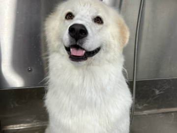 Great Pyrenees after a Deshed 