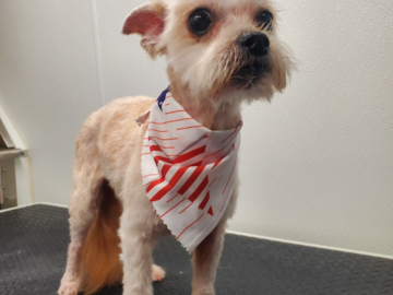SuperStar petite pup!