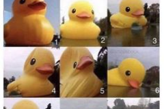 Request Quote: Madison M - Pet Sitting Services - Lumberton, NC