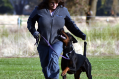Request Quote: Customized Private Dog Training  - Santa Rosa, CA