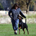 Customized Private Dog Training  - Santa Rosa, CA